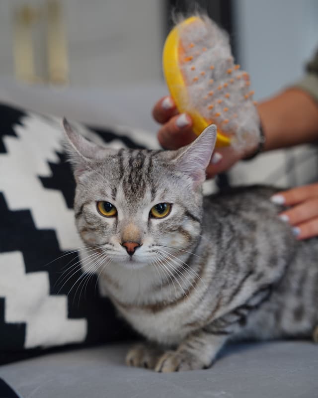A tabby cat on a sofa being gently brushed at home